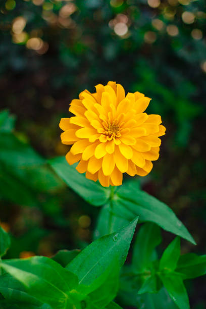 istock Yellow zinnia flower. 1146197750