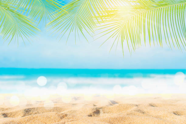 istock Tropical nature clean beach and white sand in summer with palm tree leaf sun light blue sky and bokeh abstract  background. 1146198521