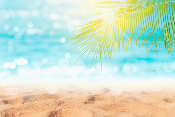 istock Tropical nature clean beach and white sand in summer with palm tree leaf sun light blue sky and bokeh abstract  background. 1146198526