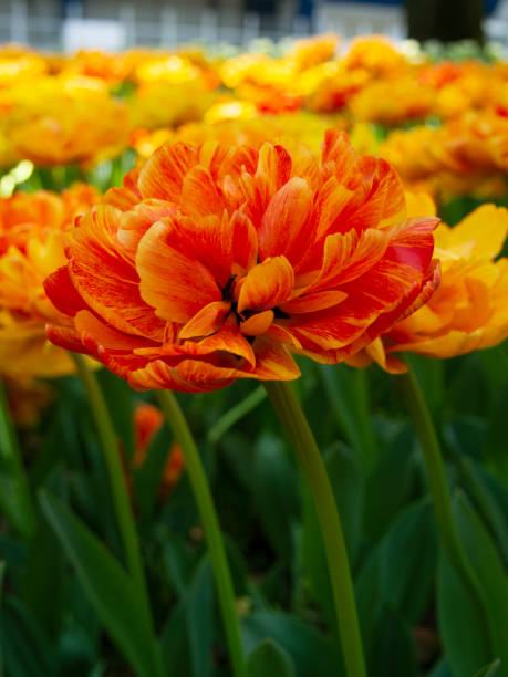 istock Beautiful blooming Tulip. 1146198649