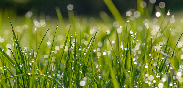 Blurred Grass Background With Water Drops, Light spring