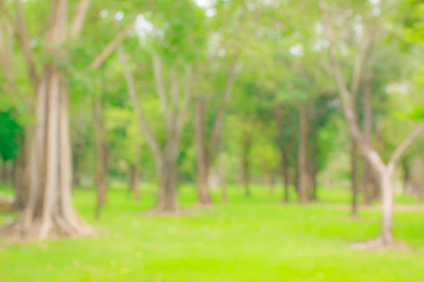 istock Blur natural and light in the park. 1146198871