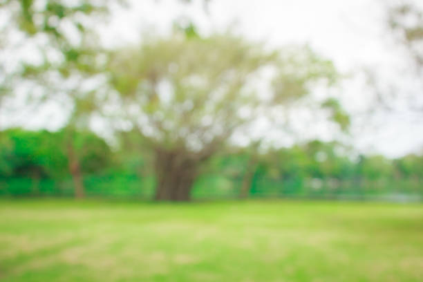 istock Blur natural and light in the park. 1146198902