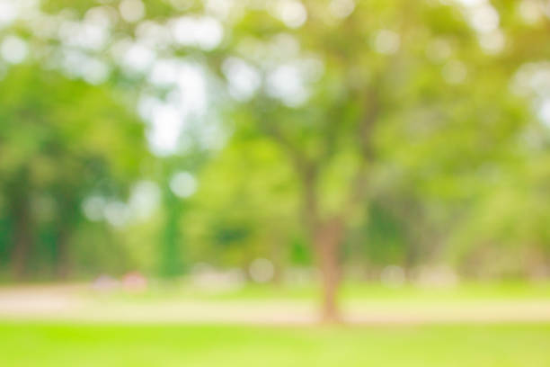 istock Blur natural and light in the park. 1146198911