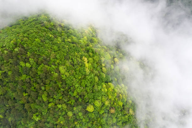istock aerial view of thick forest and clouds mist 1146199892