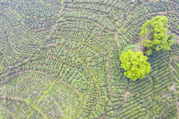 istock aerial view of tea plantation 1146200134