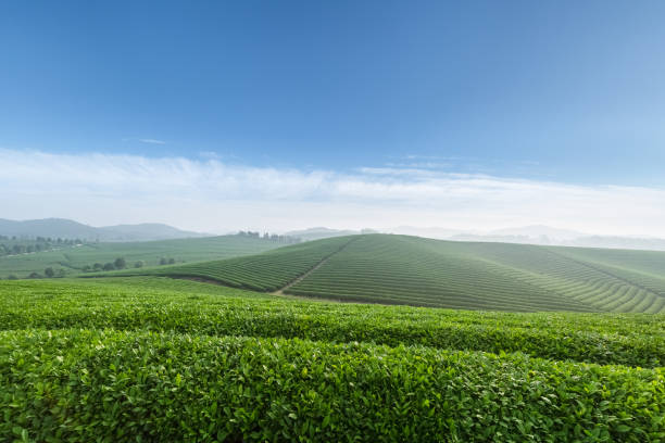 istock tea plantation in a spring morning 1146200276