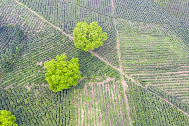 aerial view of tea plantation in lushan mountain