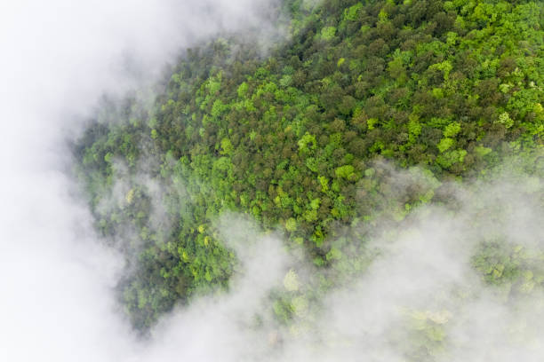 istock aerial view of mountain forest and cloud mist 1146200873