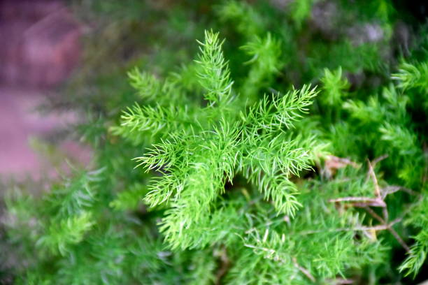 istock Close-up tropical green plants in the Philippines 1146201092