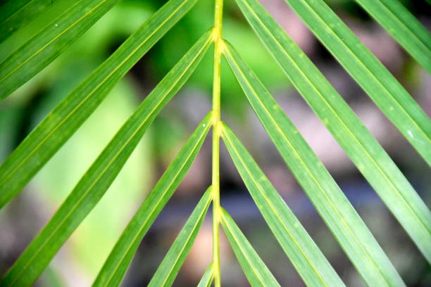 istock Close-up tropical green plants in the Philippines 1146201323