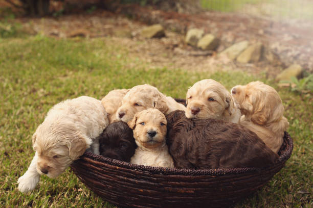 Australian Labradoodle Puppies Australian Labradoodle Puppies Playing In Basket lab breeder stock pictures, royalty-free photos & images