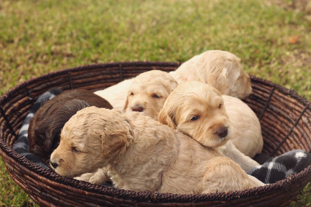 istock Australian Labradoodle Puppies 1146201627