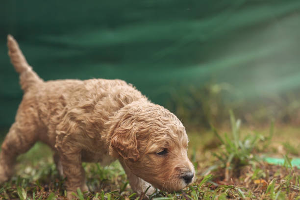 Australian Labradoodle Puppy Exploring New Surroundings In Fence Yard