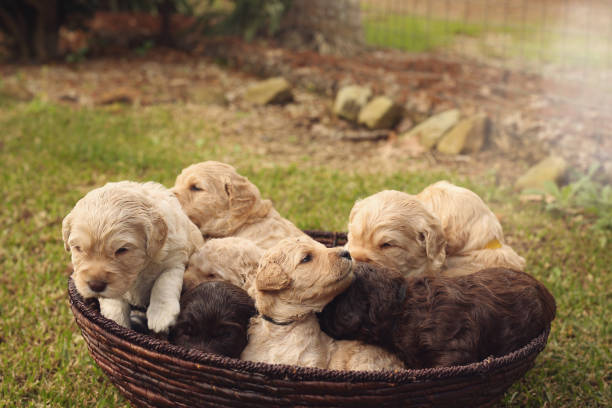 istock Australian Labradoodle Puppies 1146202014