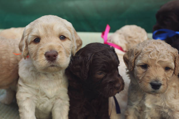 chiots labradoodle australiens - dog mixed breed dog group of animals small photos et images de collection