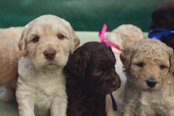 australian labradoodle puppies - dog mixed breed dog group of animals small imagens e fotografias de stock