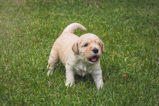 Australian Labradoodle Puppy Exploring Grass For The First Time