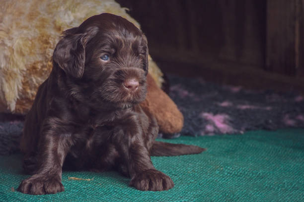 istock Australian Labradoodle Puppy 1146202780