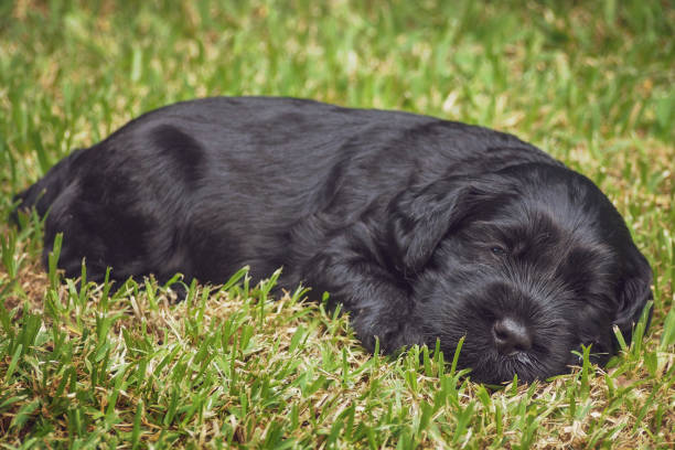 neonato cucciolo australiano di labradoodle che sonnecchia sull'erba - dog black labrador retriever animal nose foto e immagini stock