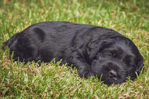 Newborn Australian Labradoodle Puppy Napping On Grass