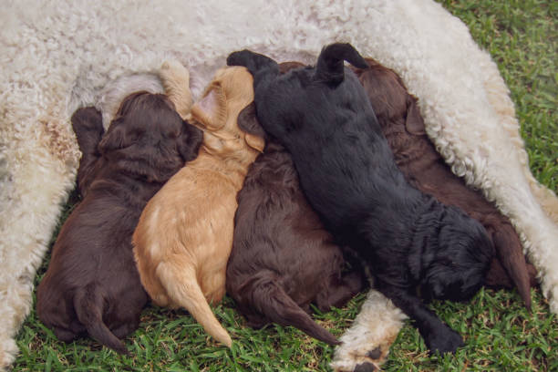 istock Australian Labradoodle Feeding Newborn Puppies 1146202836