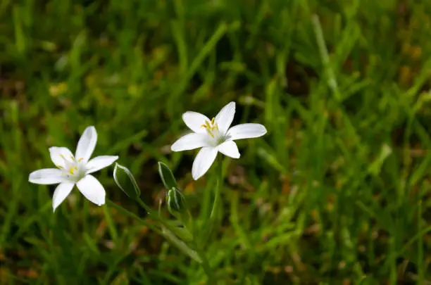 Close-up of two star of Bethlehem wildflowers in a field