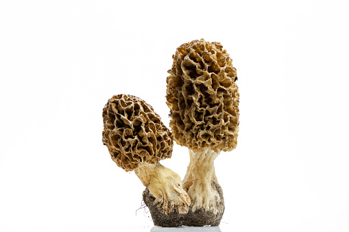 Morel mushrooms with a pronounced texture closeup isolated on white background