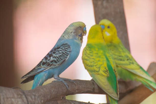 istock portrait of parakeets on a branch. 1146206694