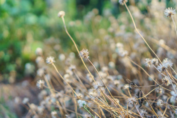 istock Beautiful Autumn field with wildflowers 1146206782