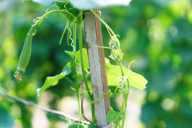 istock Loofa Acutangula - Luffa acutangula 1146206866