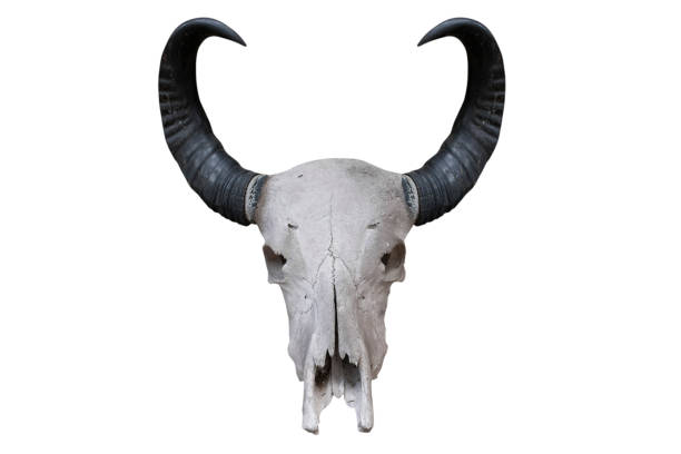 istock Buffalo skull isolated on white background - clipping paths 1146207257