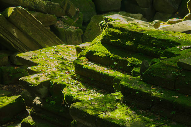 Moss and fern on the bricks of the old castle