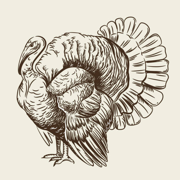 illustrazioni stock, clip art, cartoni animati e icone di tendenza di immagine vettoriale di un tacchino. - turkey thanksgiving farm meal