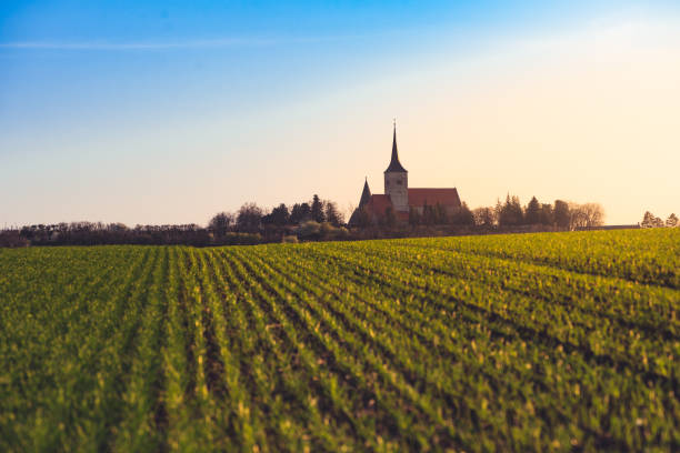 Wheat field in spring at sunset and blue sky. Barley field in Lower Austria