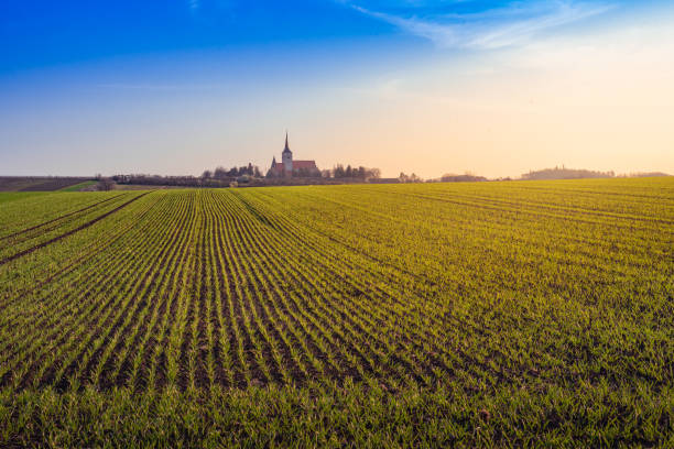 wheat field in spring at sunset and blue sky. - barley grass field green imagens e fotografias de stock