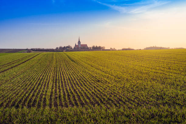 пшеничное поле весной на закате и голубом небе. - barley grass field green стоковые фото и изображения