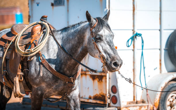 Dapple gray horse saddled with lasso and ready for a day's work.