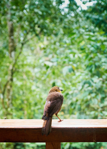 Bird on feeder in forest tree house
