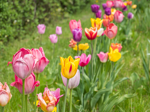 colorful Tulip meadow field in spring