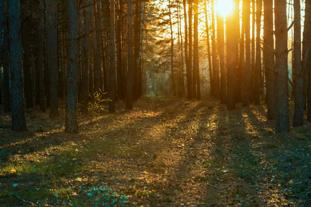 istock beautiful orange sunset in a pine summer forest 1146215968
