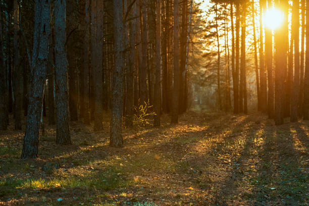 istock beautiful orange sunset in a pine summer forest 1146215973