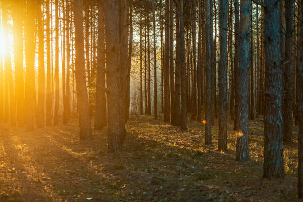istock beautiful orange sunset in a pine summer forest 1146215991