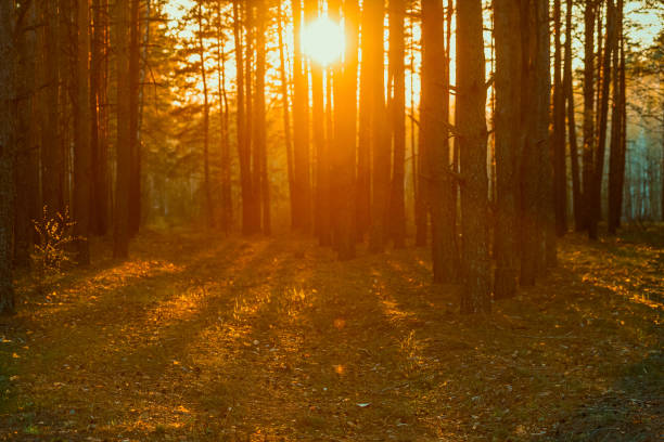 beautiful orange sunset in a pine summer forest