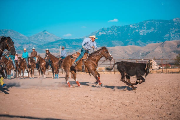 istock Steer Roping at Rodeo Event in Utah 1146216032