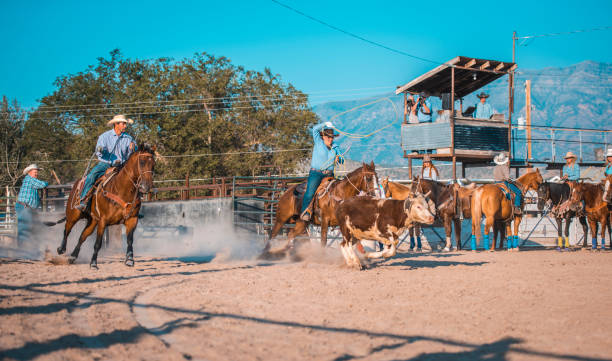 istock Steer Ropers at Rodeo Event in Utah 1146216038
