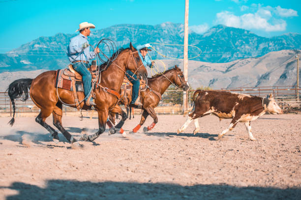 steer ropers w: rodeo event in utah - rein saddle cowboy hat hat zdjęcia i obrazy z banku zdjęć