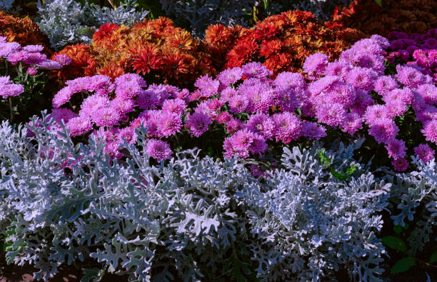 istock flower bed with chrysanthemum flowers 1146216446