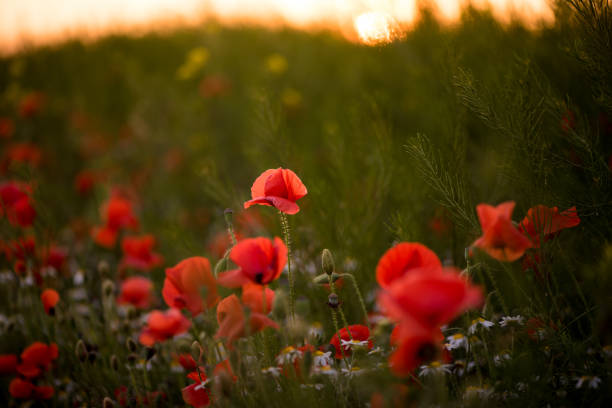 istock Meadow poppy flowers at sunset. 1146216576