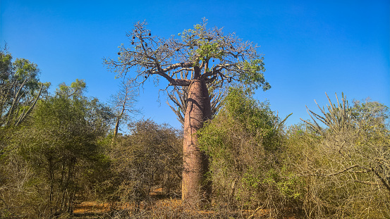 Landscape with Adansonia rubrostipa aka fony baobab tree, Reniala reserve park, Toliara, Madagascar